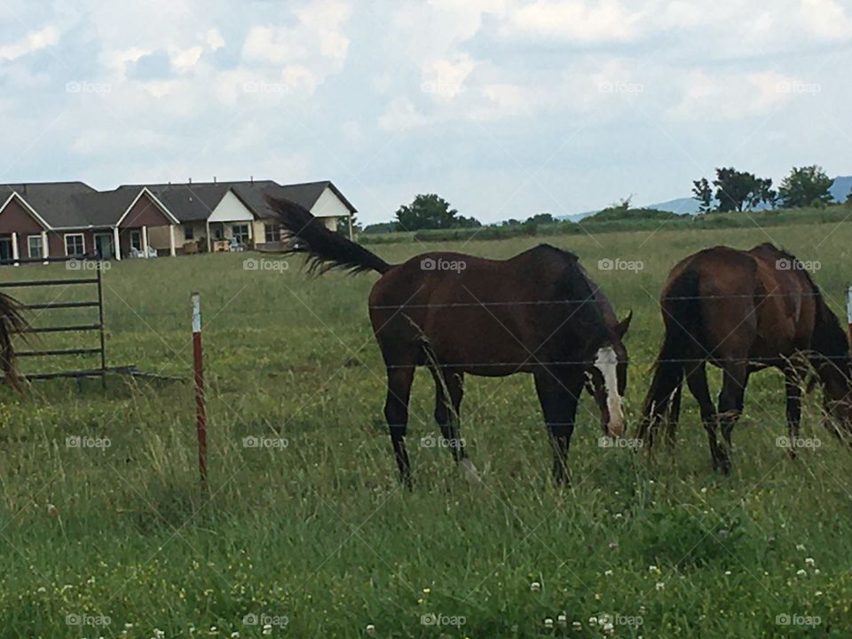 Finally was able to get some close ups of these pretty horses. Hope you enjoy too.