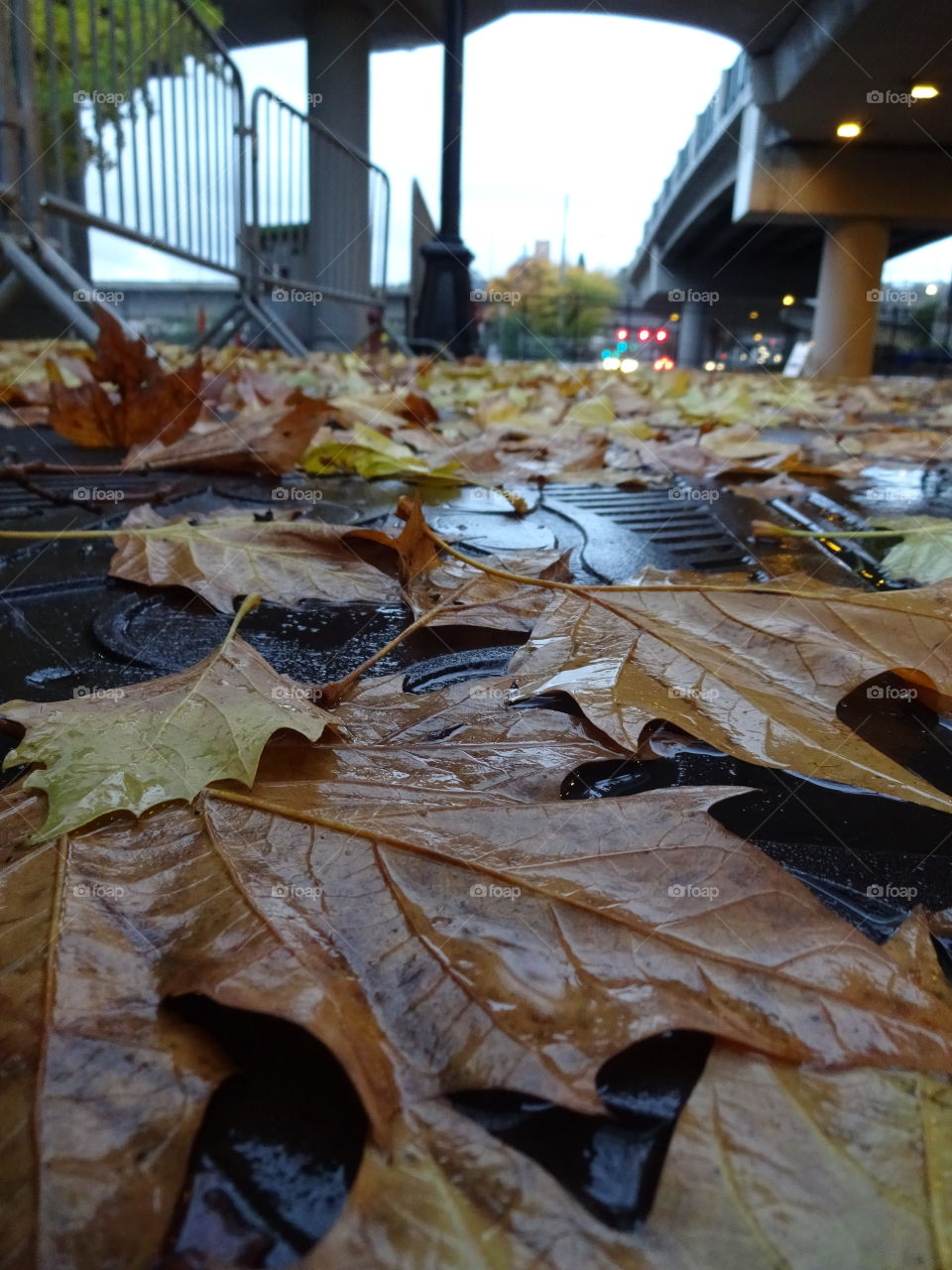 leaves Autumn