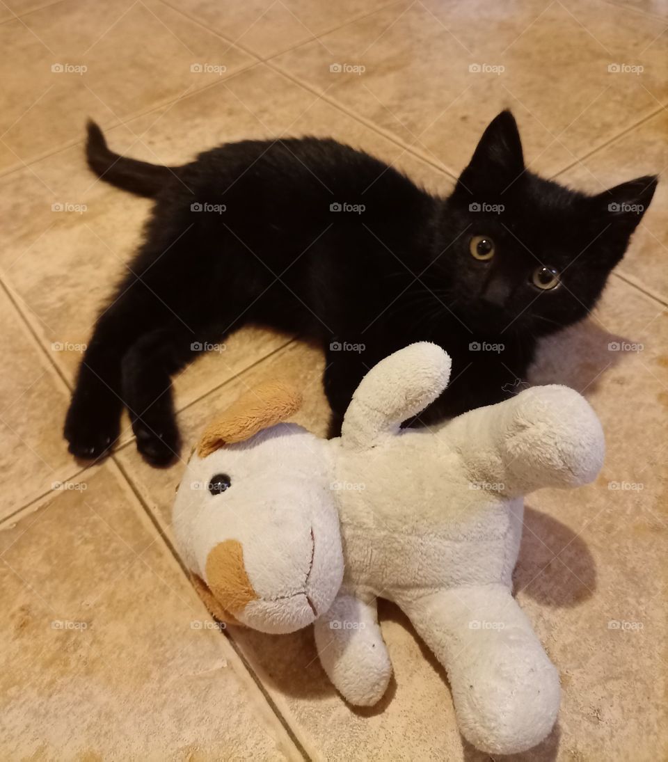 My dear Tom with his toy