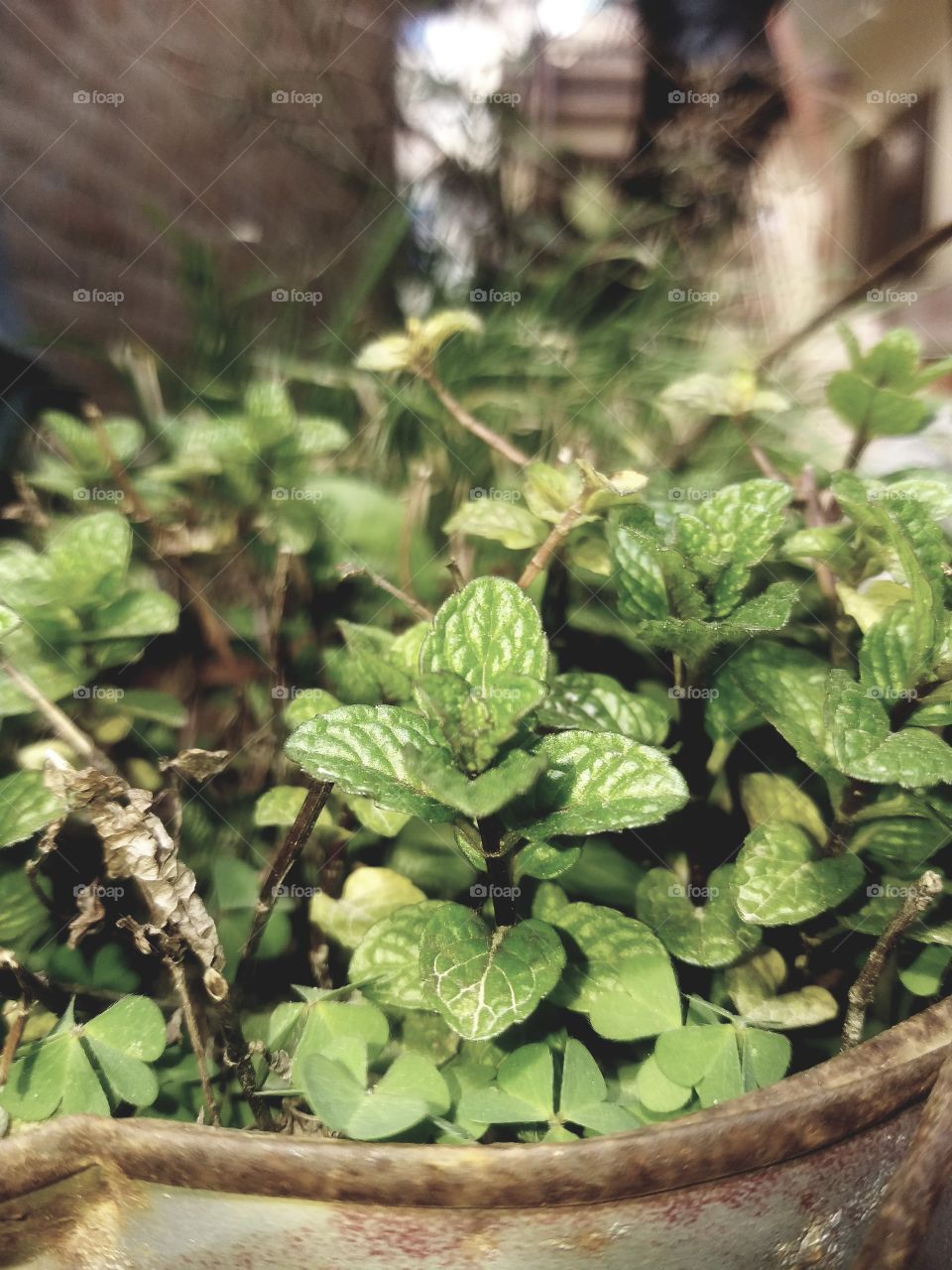 #mint
#HomeGarden