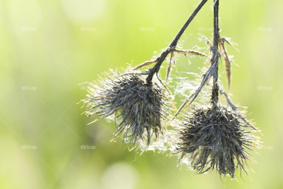 Dry spines of greater burdock. Arctium lappa