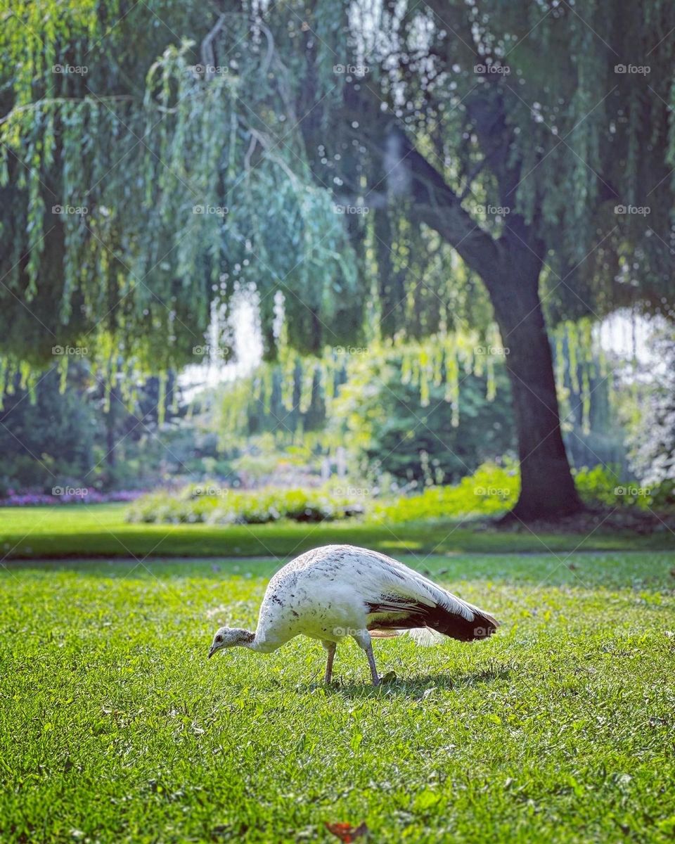 Wild white female peacock