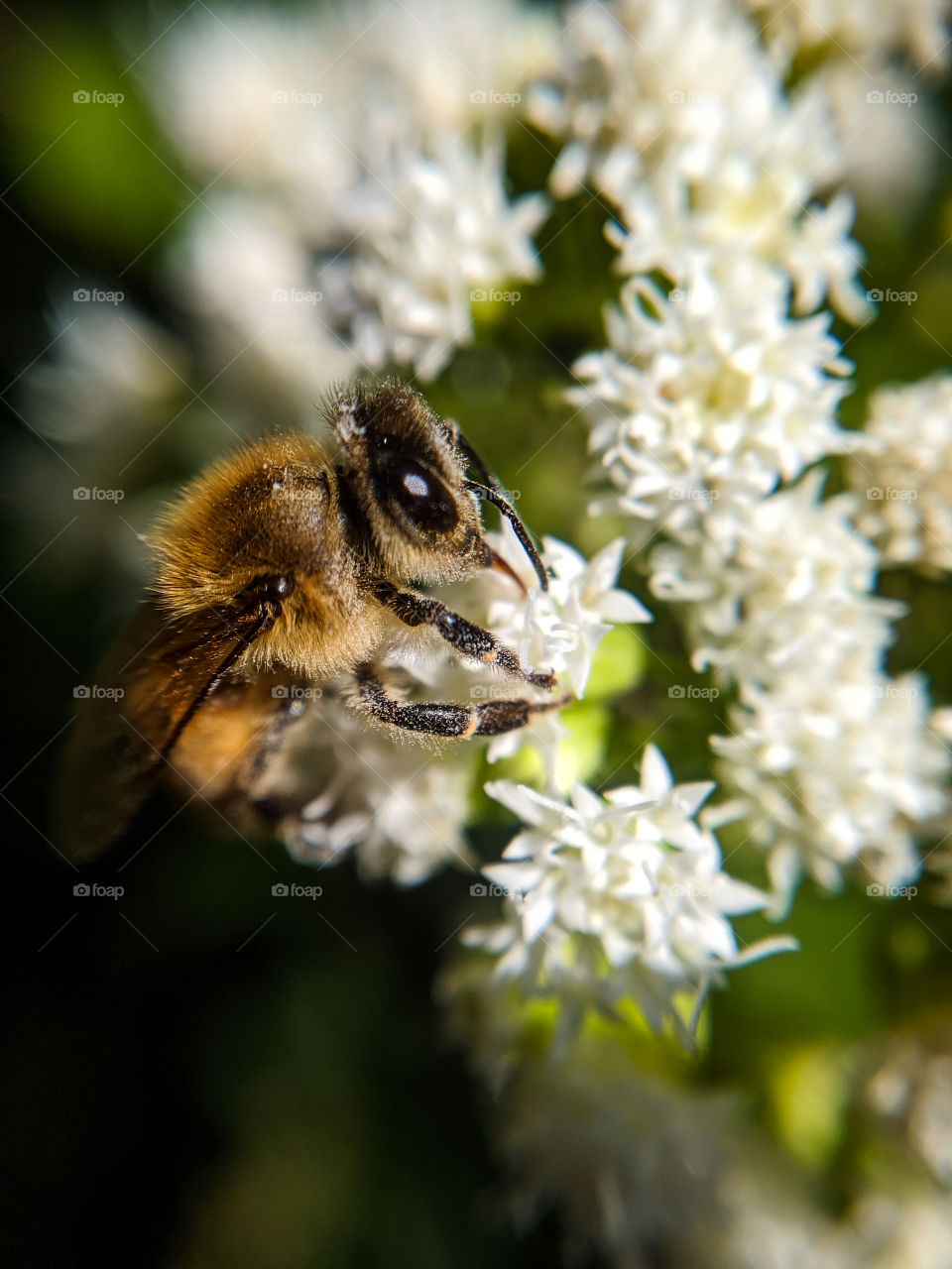 Bee Pollinating Old Queens Lace Flower Macro
