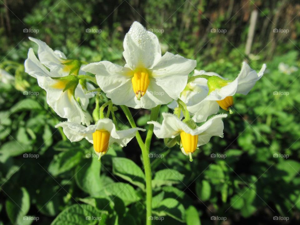 potato flower in my garden, I like to grow vegetables in summer
