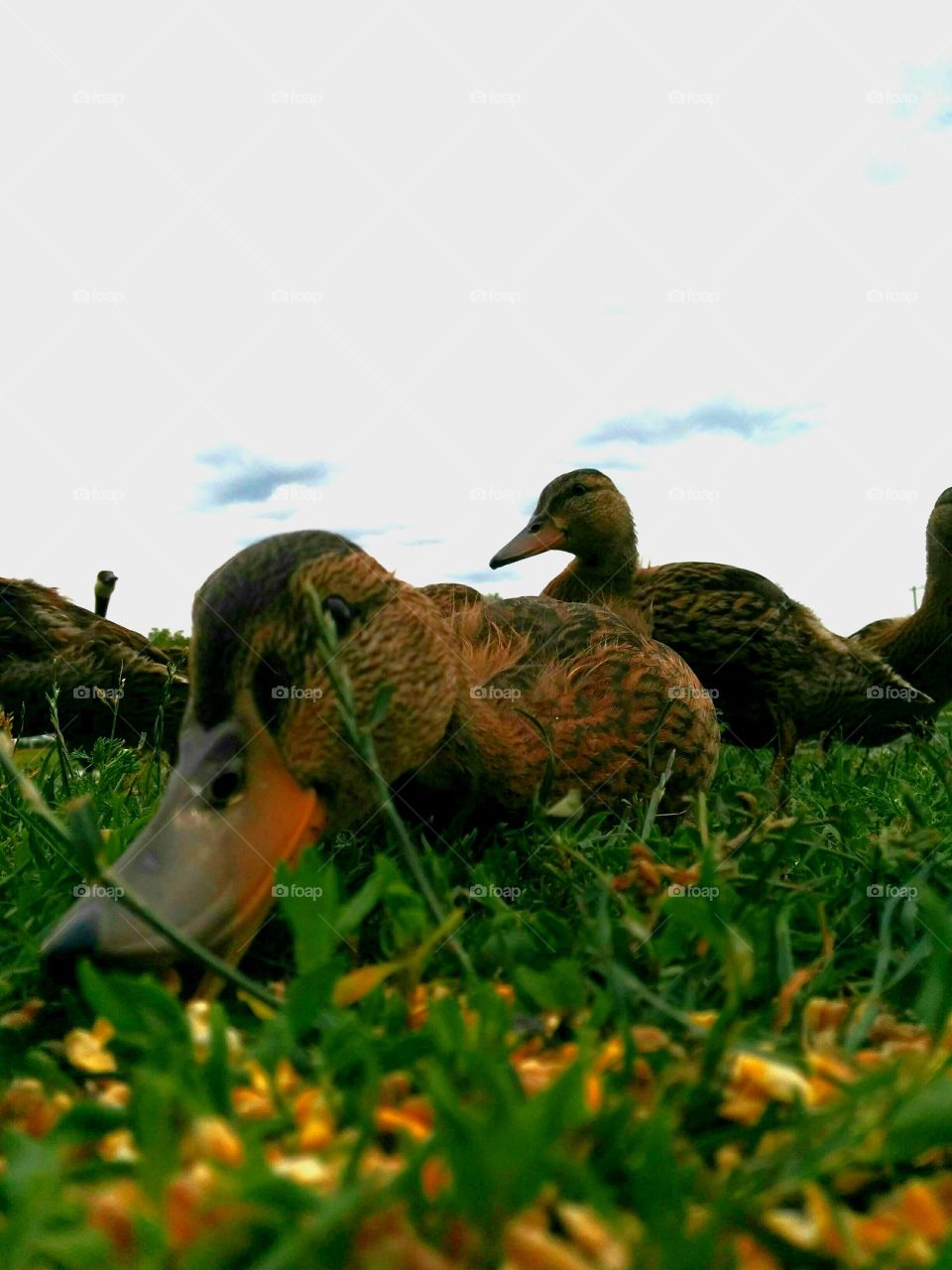 Duck in your face. Ducks eating in front of camera