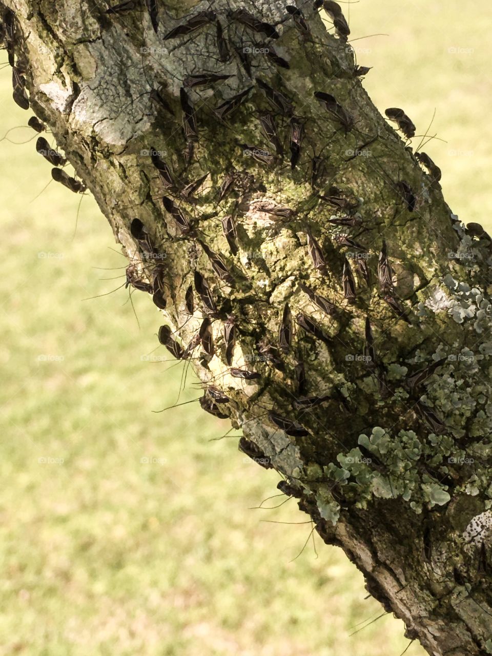 bark