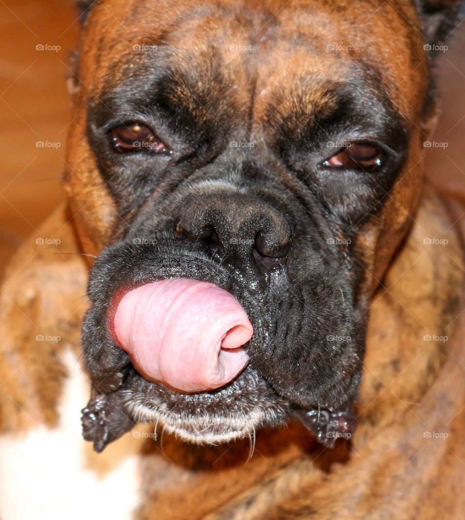 Puppy with tongue out