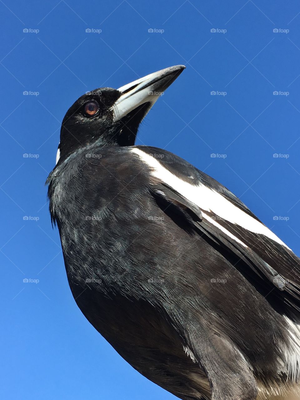 Magpie bird closeup against vivid blue sky, ground up perspective 