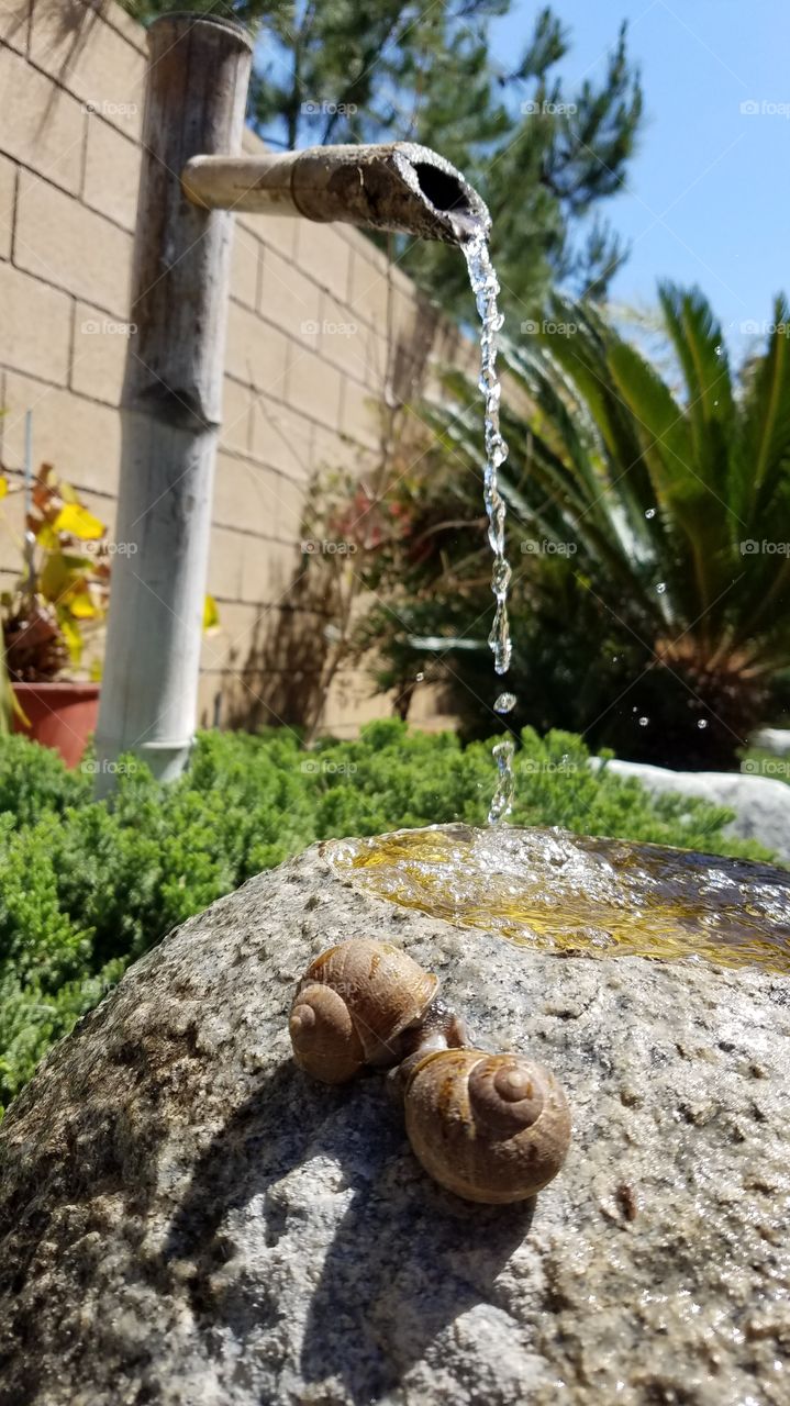 Snails mating season