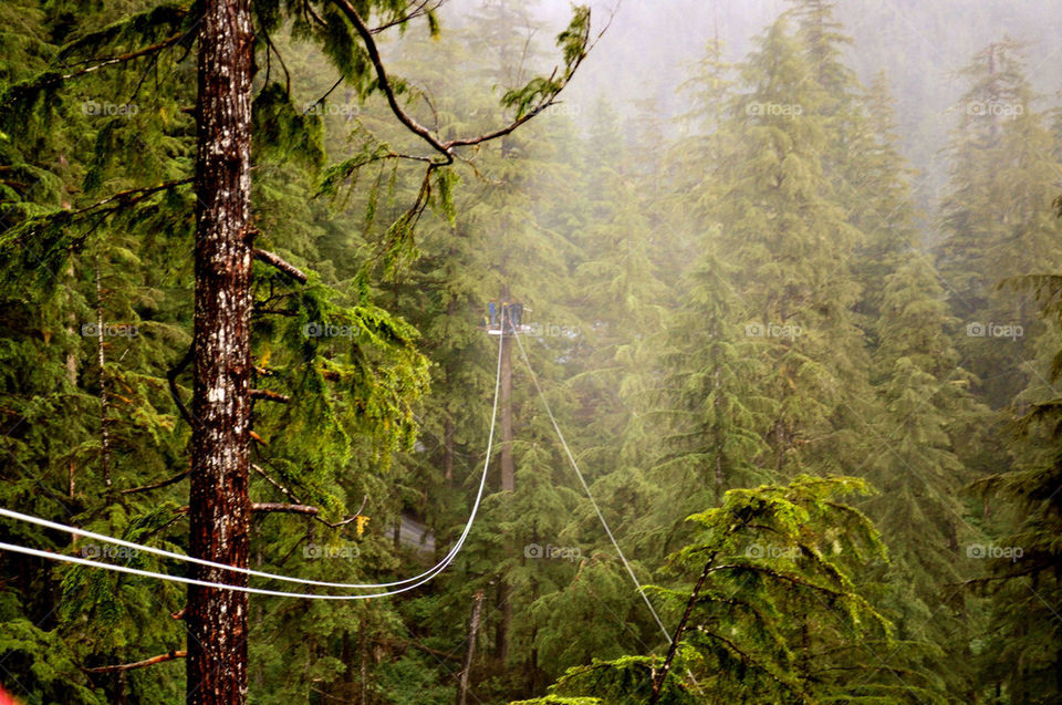 ketchikan alaska forest woods line by refocusphoto