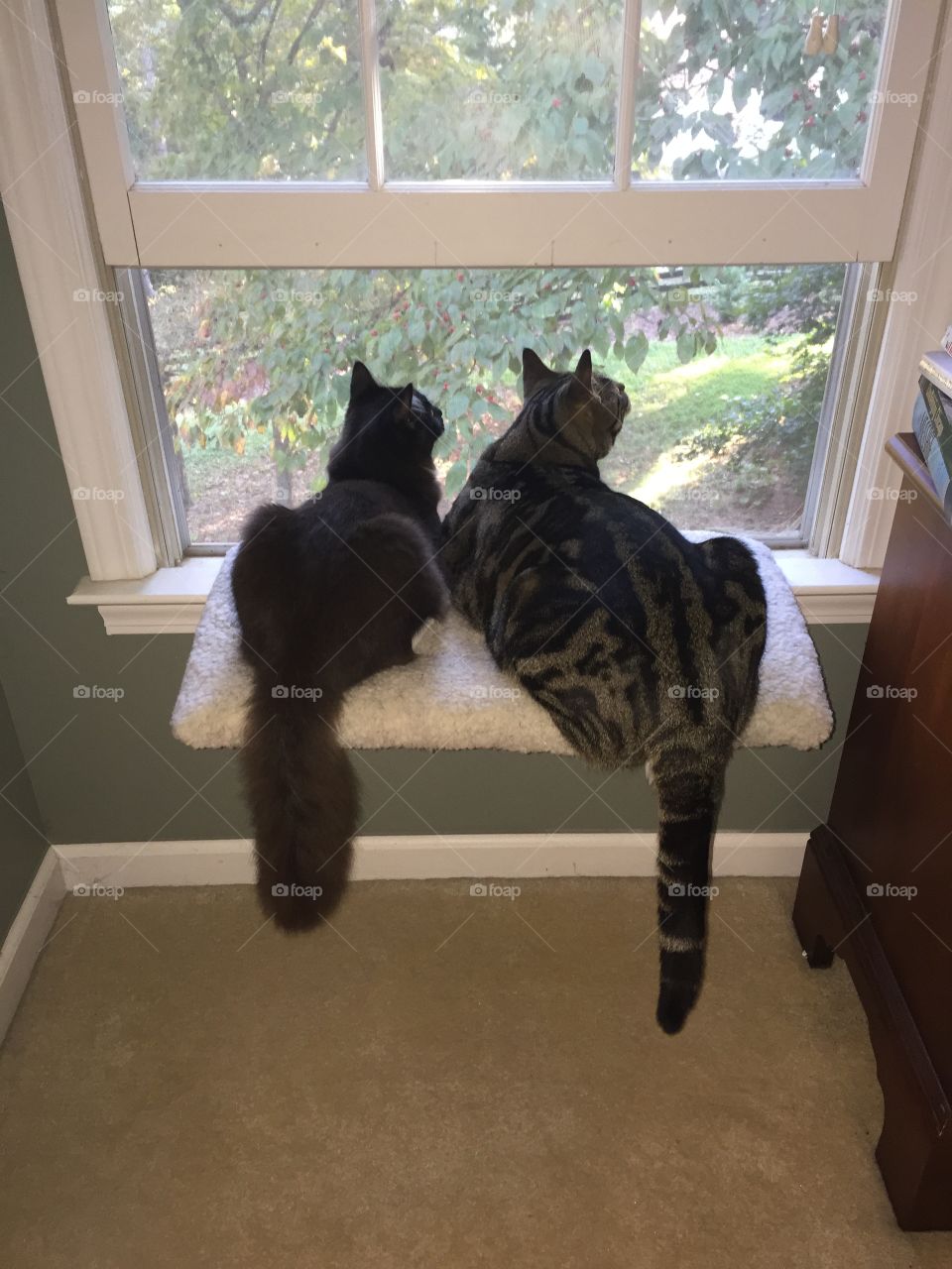 Two cats together