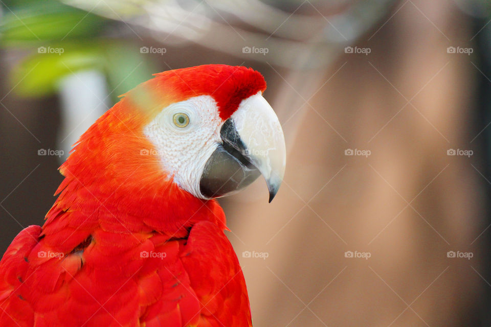 Beautiful parrot