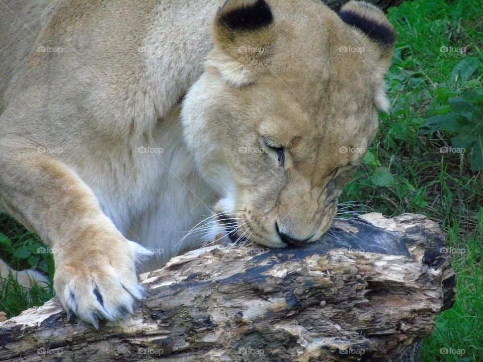 Beautiful Lioness playing with big branch, closeup, English ZOO