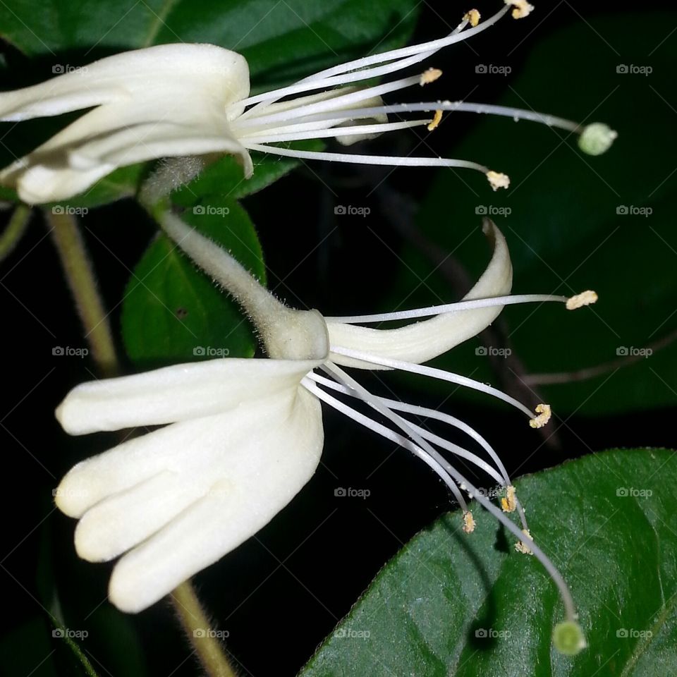 Honeysuckle Sweet