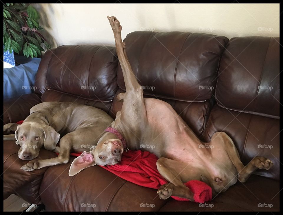 Lazy Weimaraner dogs on couch. Goofy. Silly.