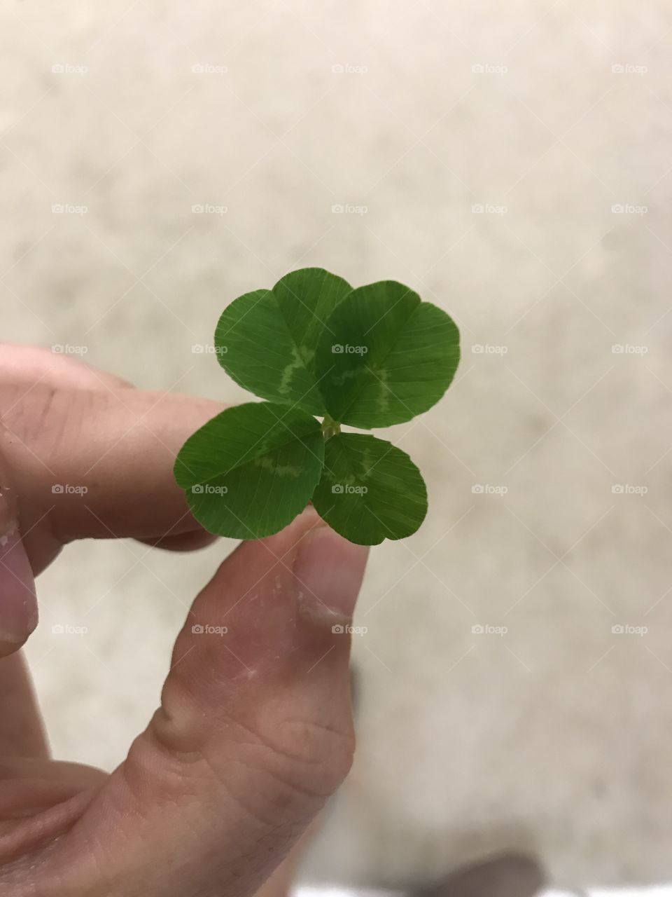 Five leaf clover