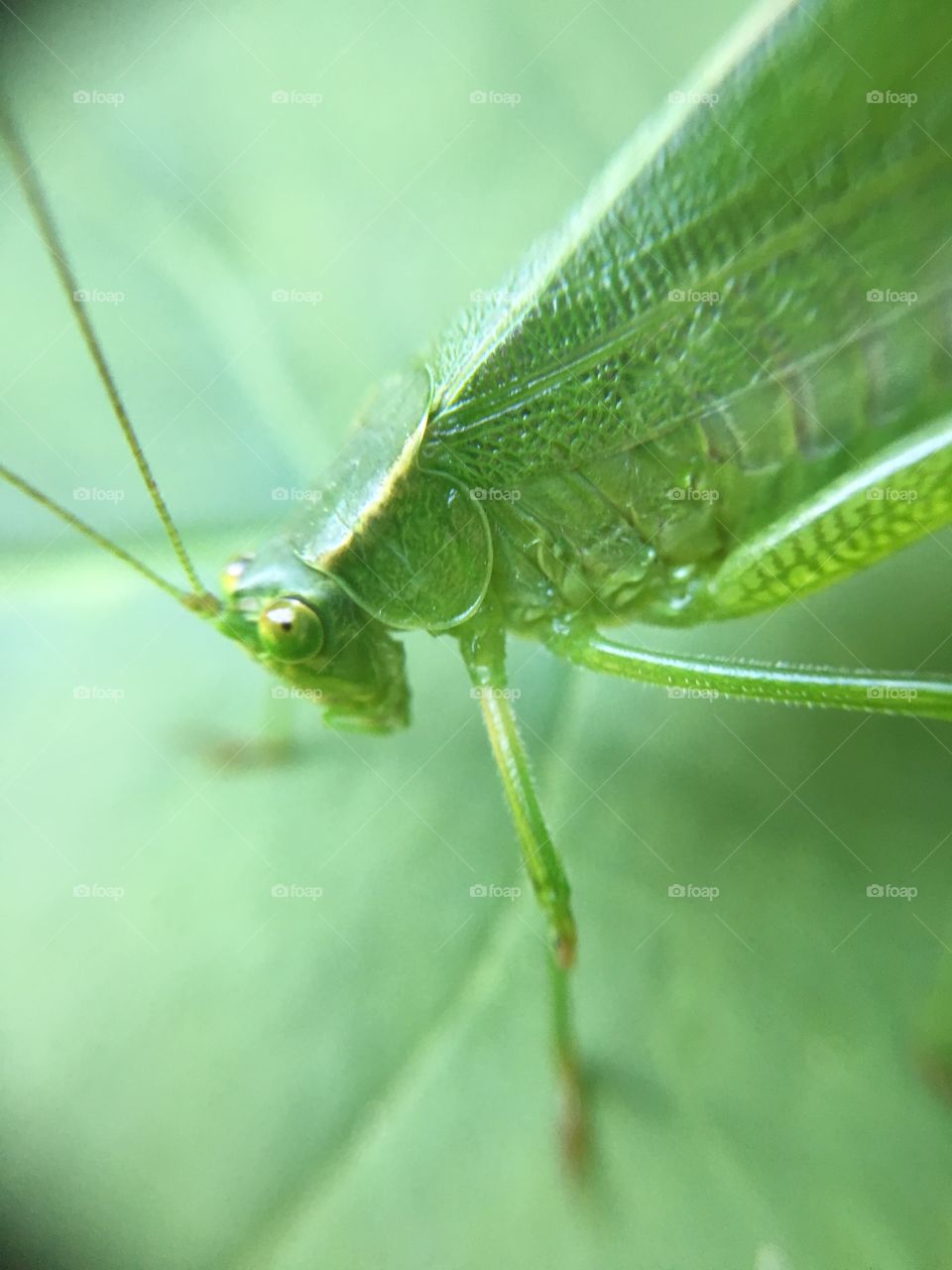 Grasshopper profile closeup 