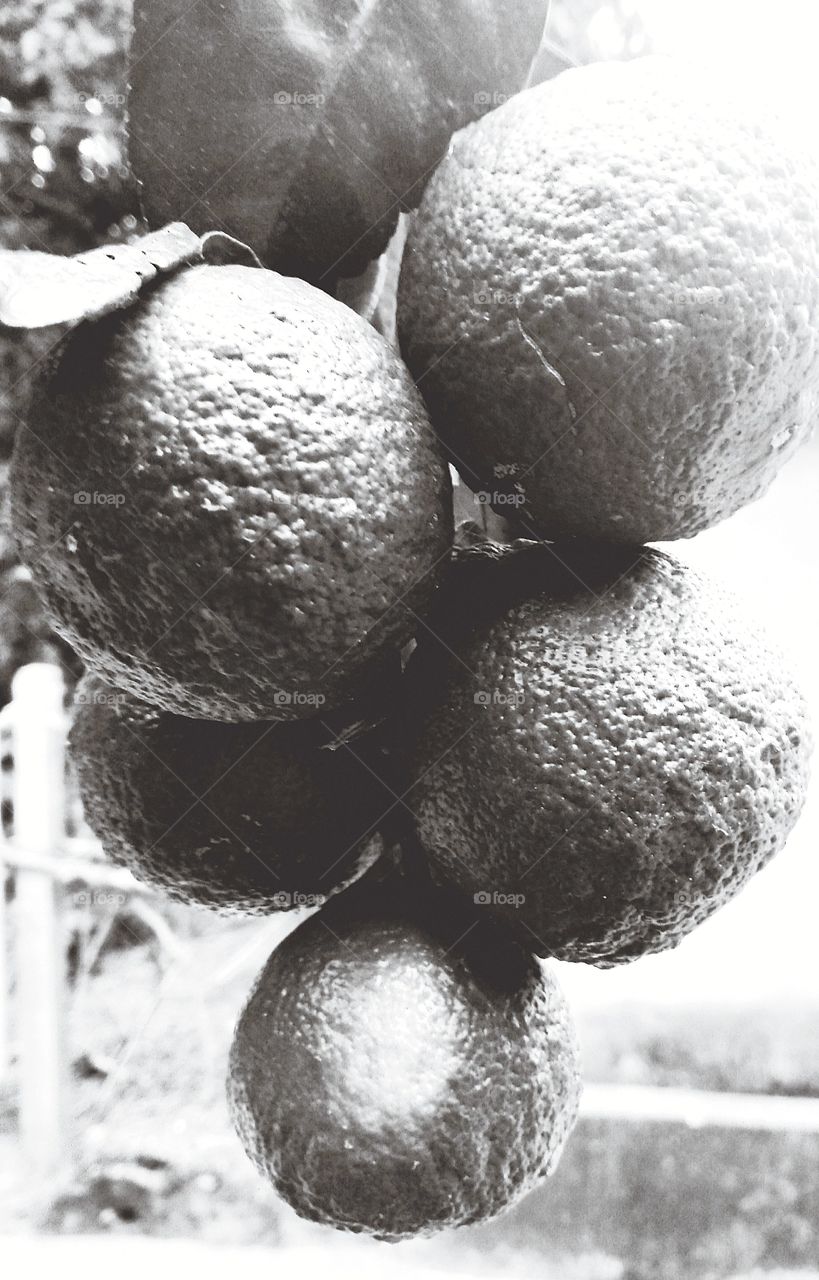 Black and white view of one bunch green fleshy oranges . Mostly found in tropical area of  India and have sweet sour taste .