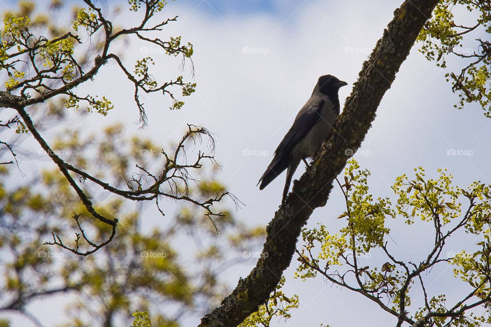 Tree, Bird, Nature, Branch, Sky