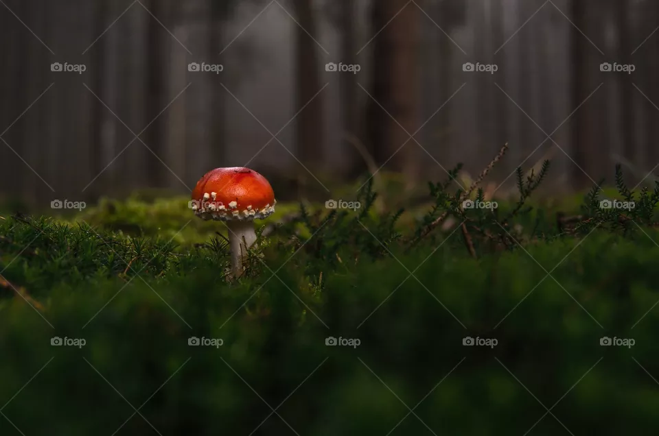 Mushroom with a red cap
