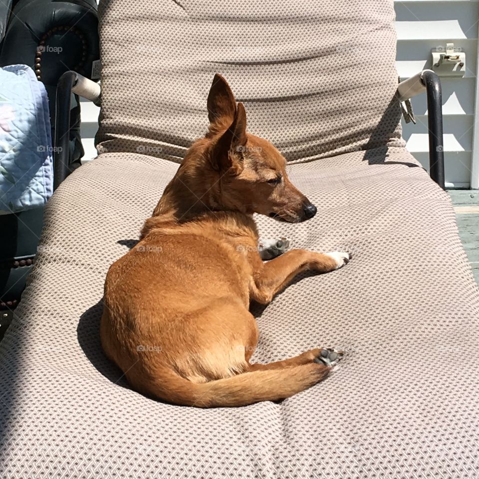 Jack Russell Terrier Mix enjoying recliner & morning sunlight! "Ginger" has always loved sunbathing🐾