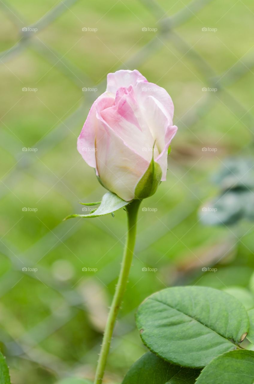 Rose Bud