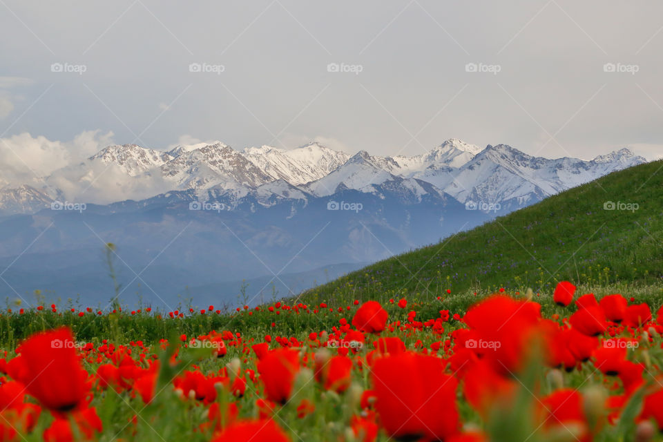 природа, горы,  цветы