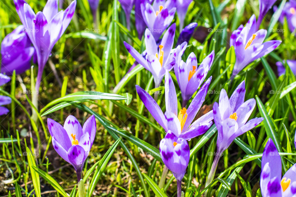 Spring flowers - crocuses