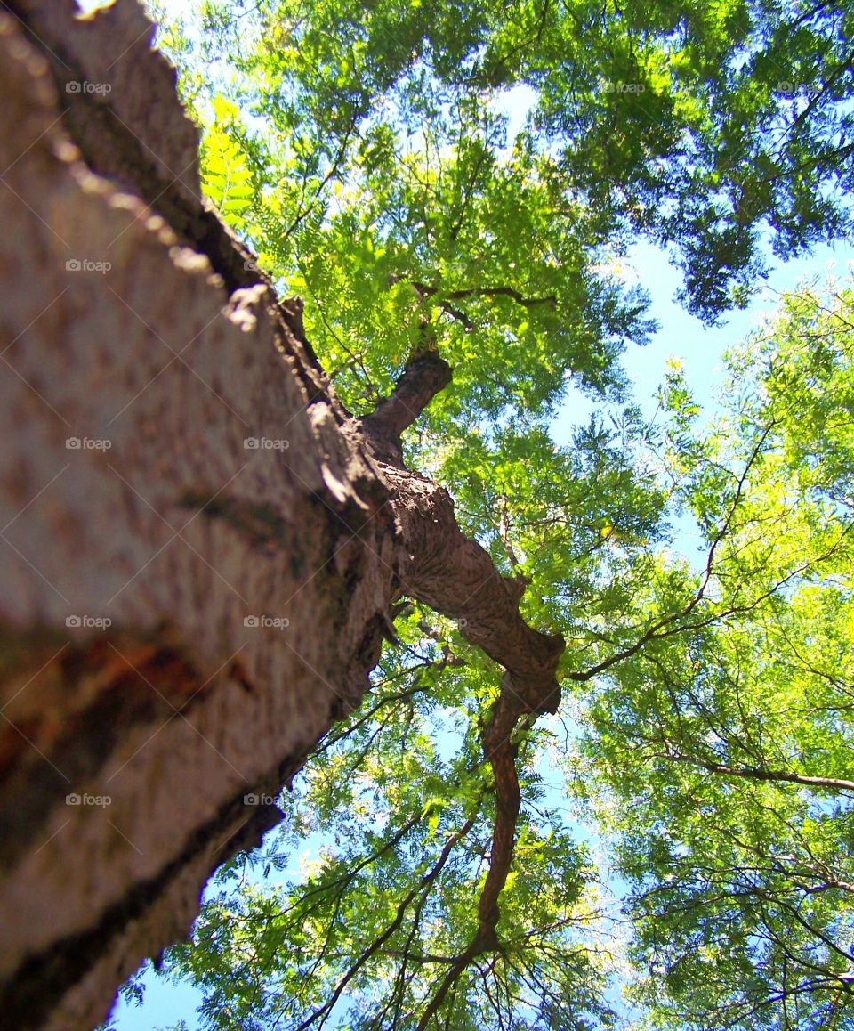 Tree. View of the sky from the down of a tree.