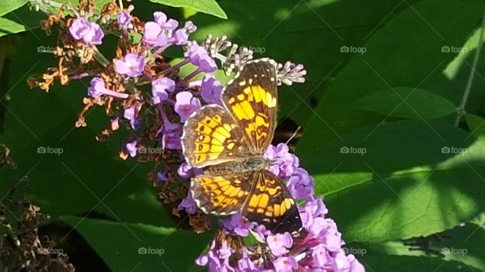 butterfly in the sun