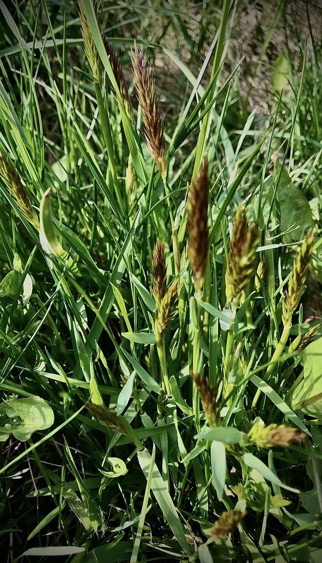 Spring green grass