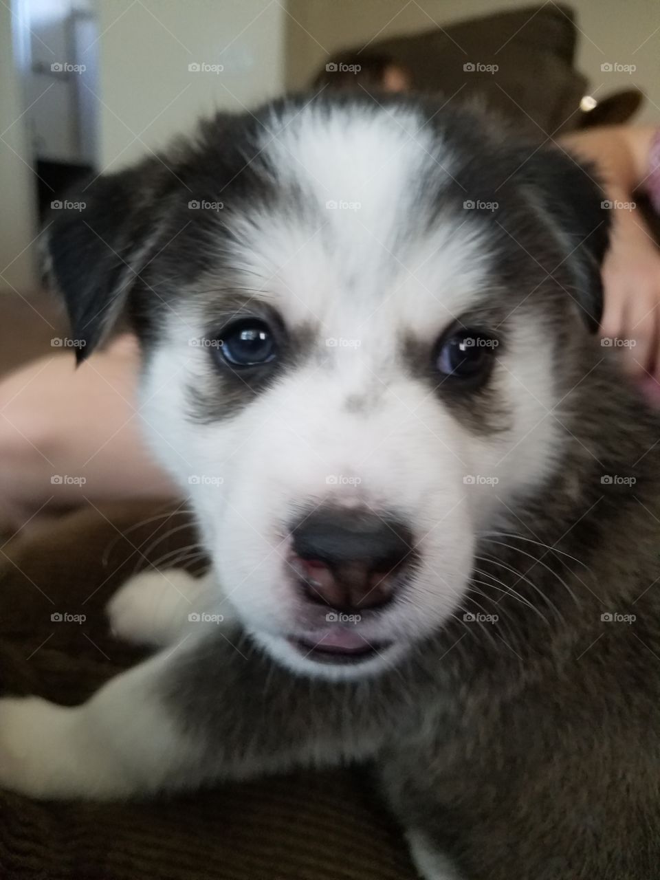 husky puppy