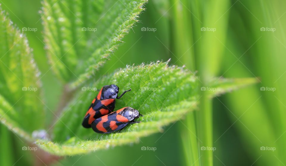 Red & Black insects on a leaf