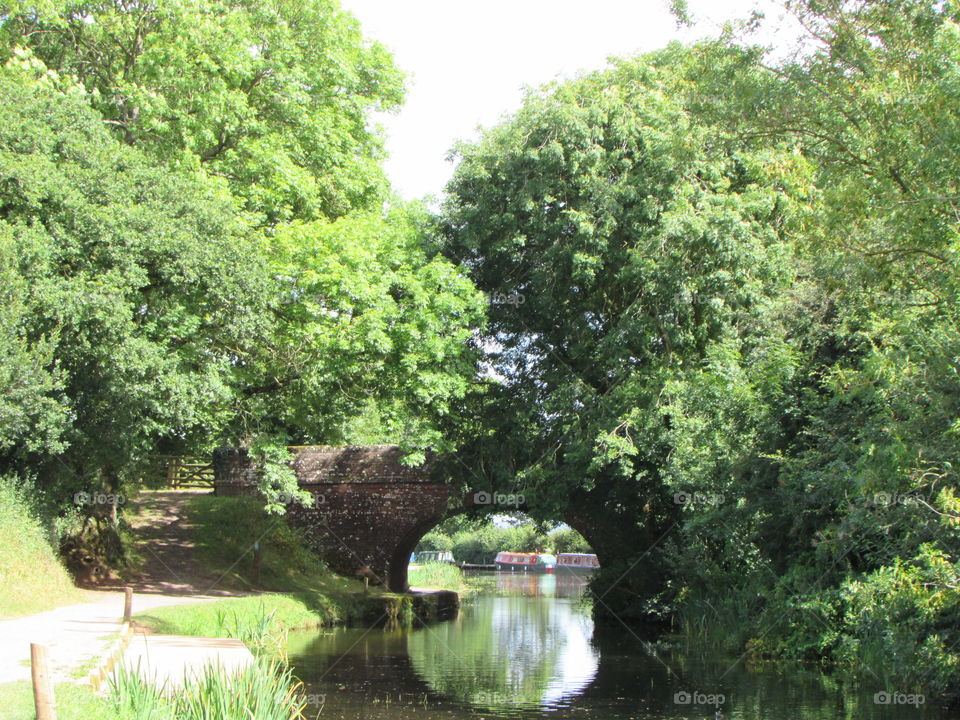 Tree, Nature, Landscape, Leaf, Park