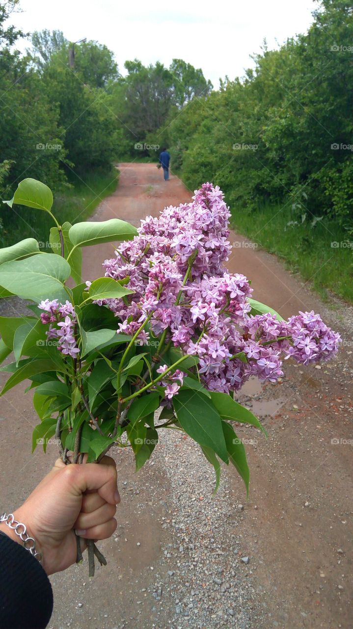 Lilac, spring time in the park