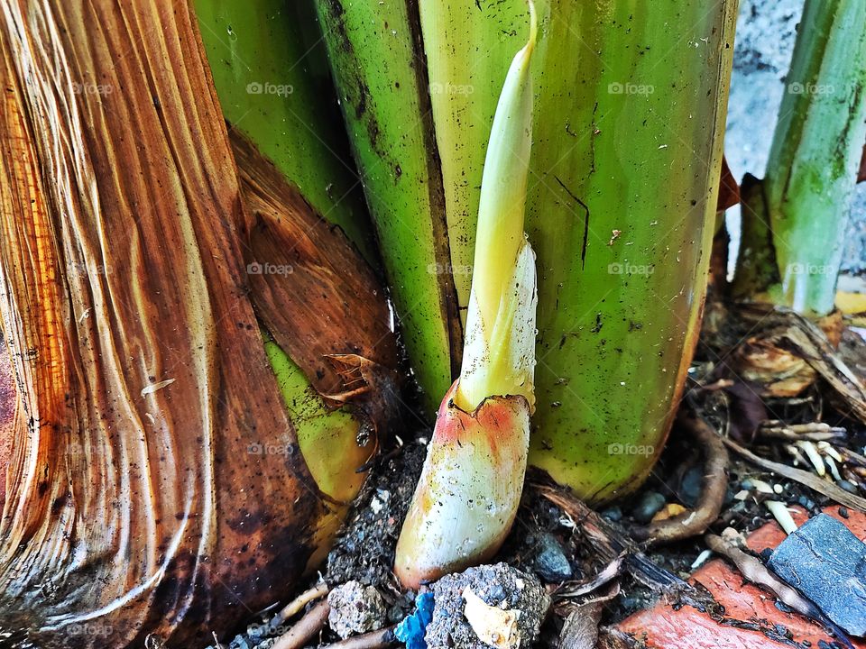 Growing Beauty from the Roots
it's Banana plant
📷👁️📷
🍌🍌🍌