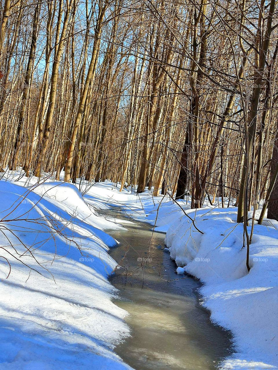 Early spring.  Forest on a sunny day.  The forest stands in the snow, which begins to melt, forming a stream