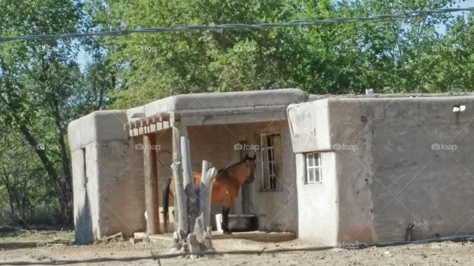 horse. only in New Mexico 