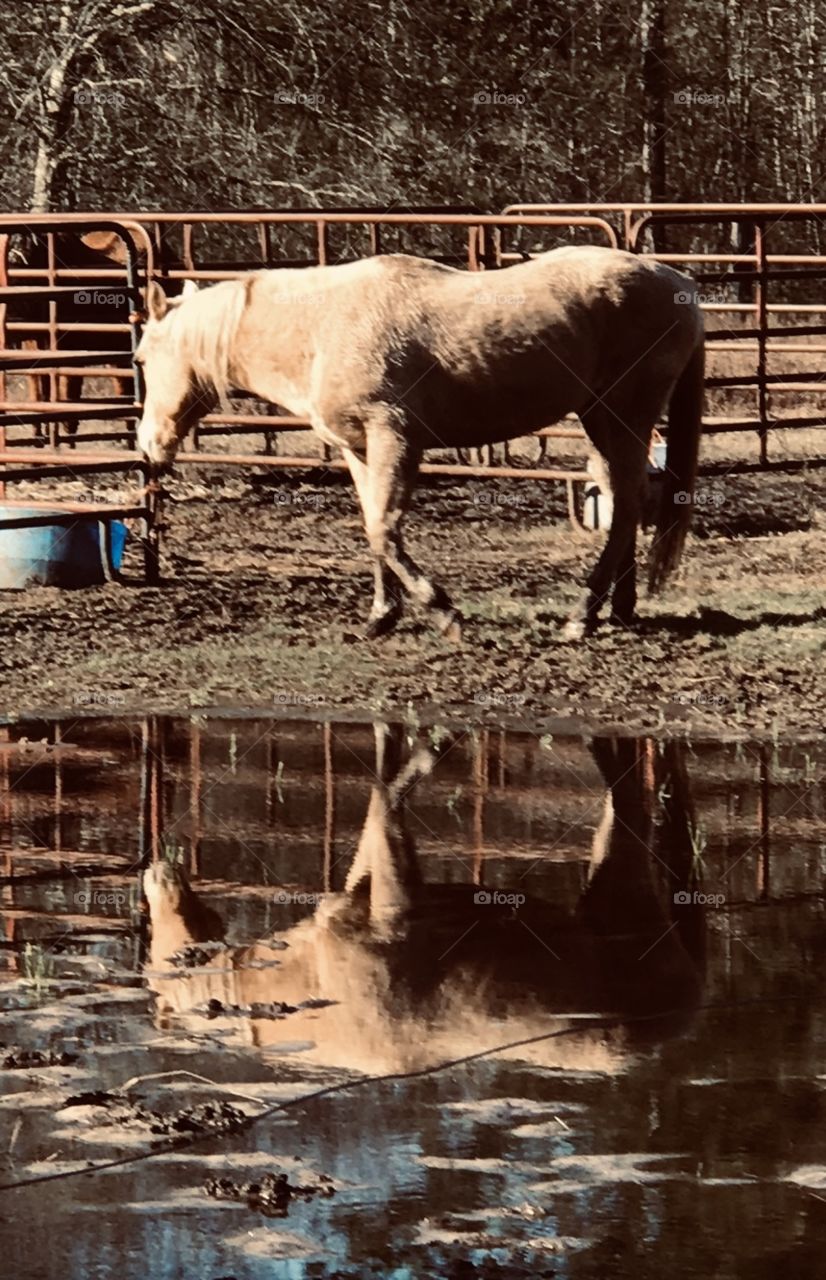 Palomino horse Wrangler and his reflection in the remaining flood waters located in the South Georgia woods. 