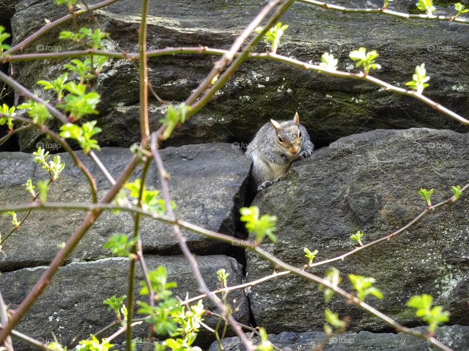 Squirrel coming out from the rocks