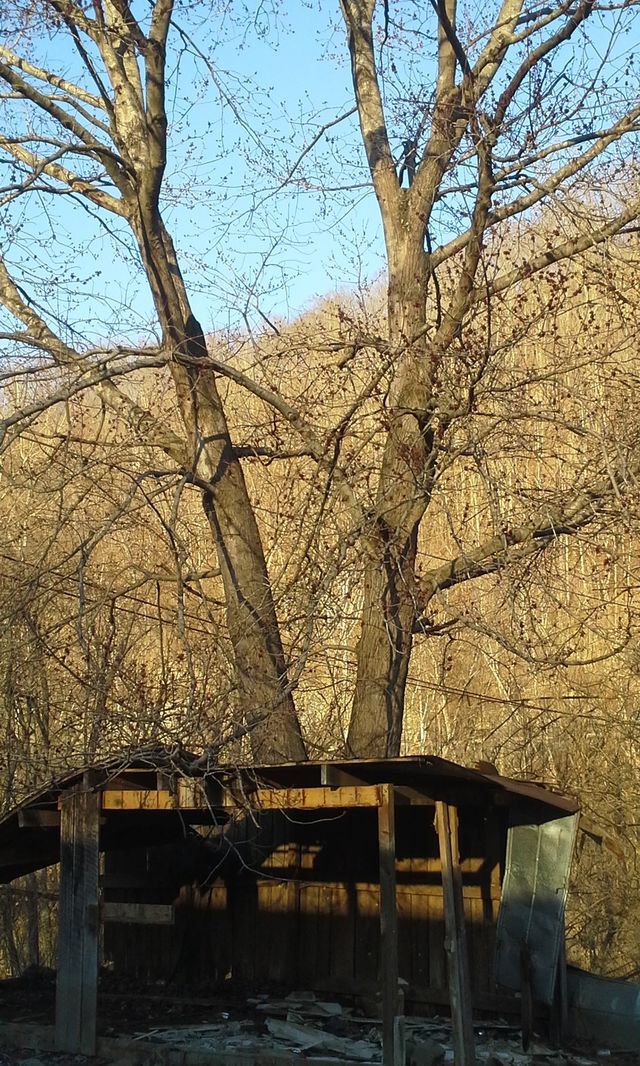 tree 