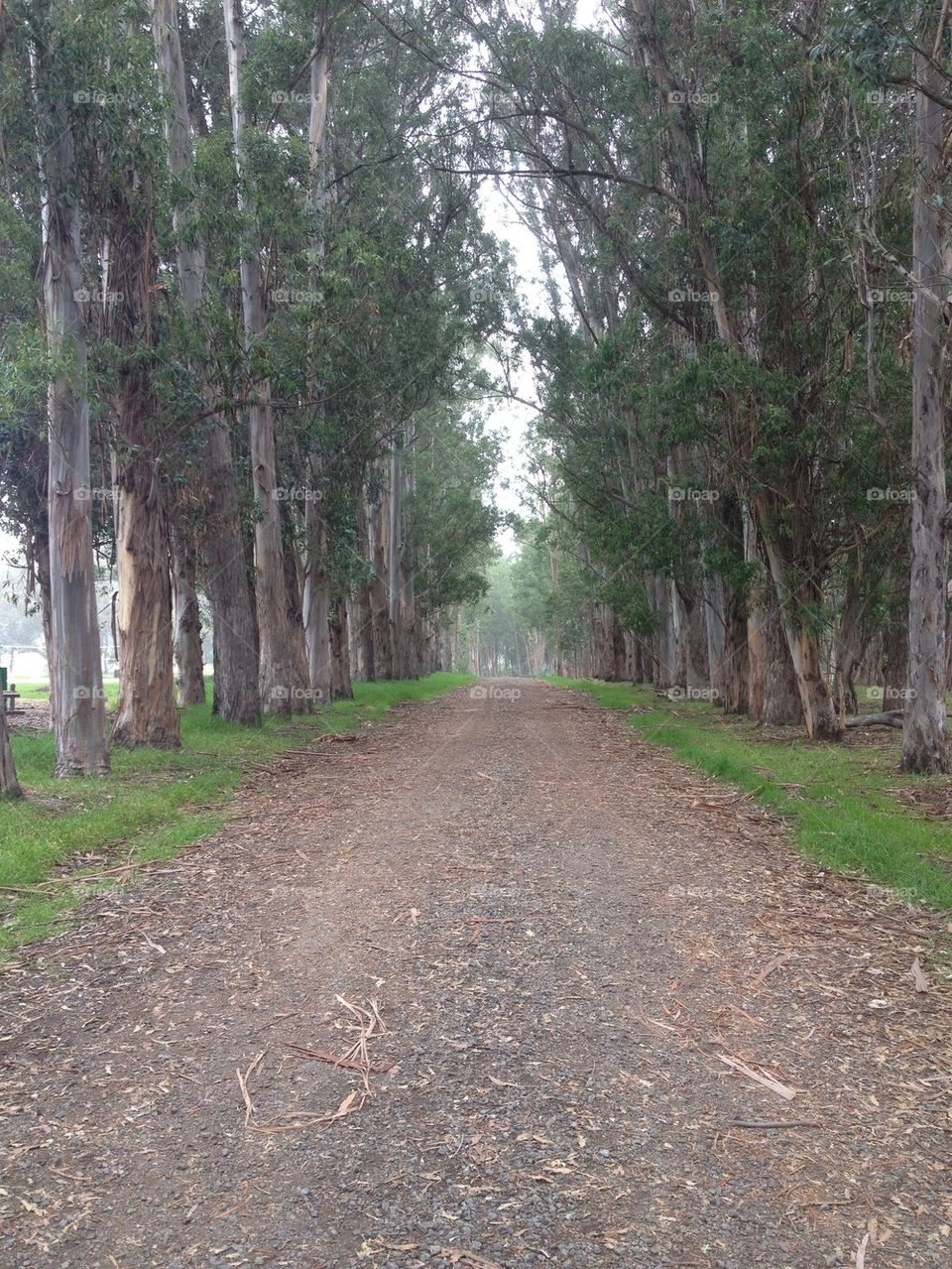 Eucalyptus Road