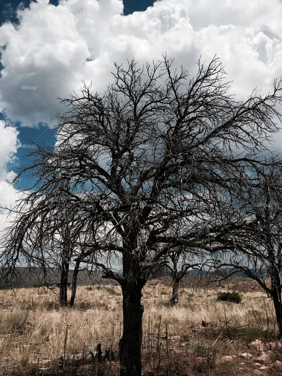 Dead tree