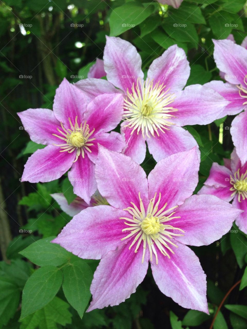 Clematis stars