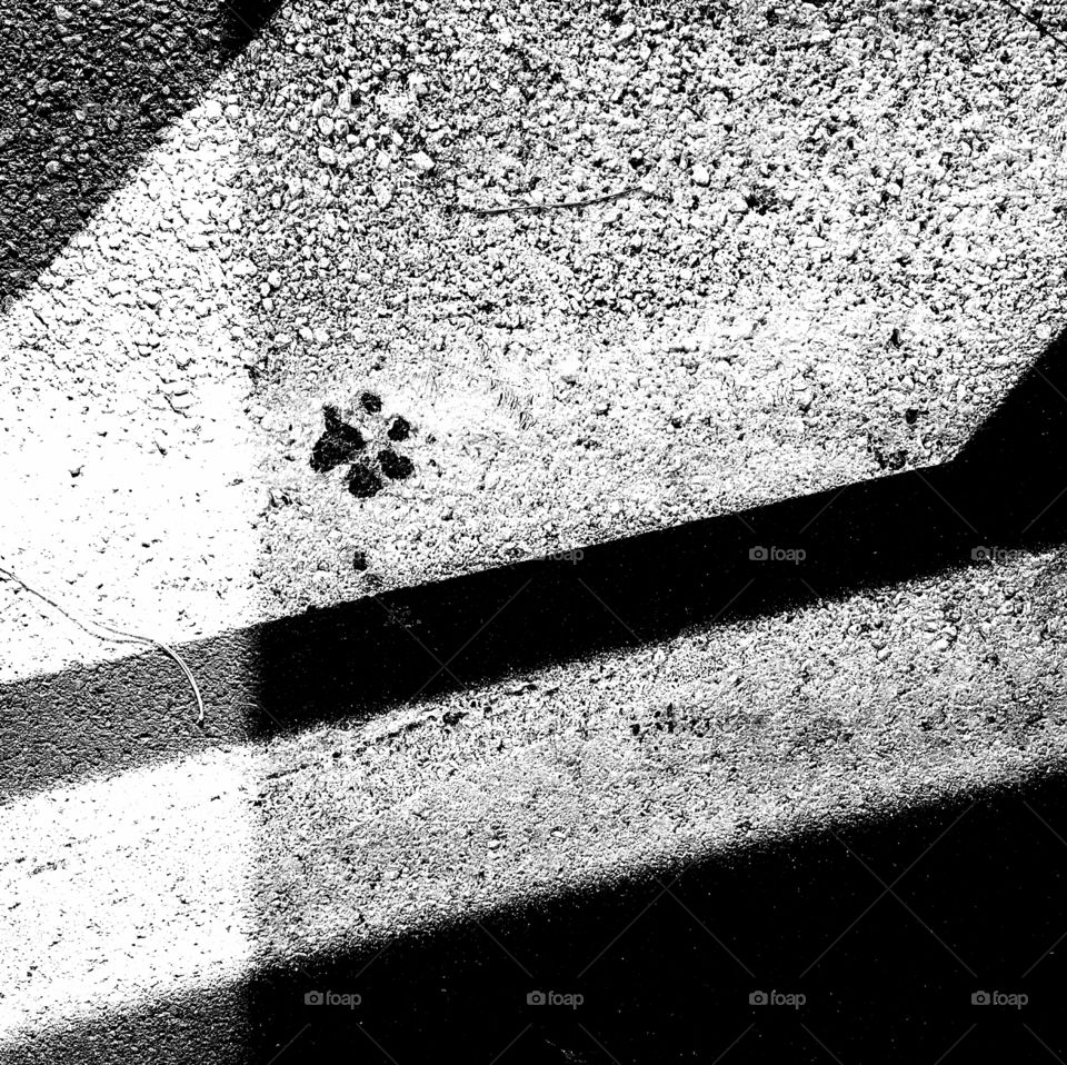 Dog footprint