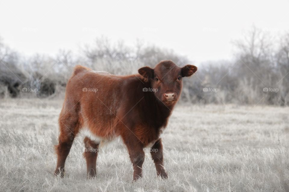 Shorthorn calf in the pasture. 