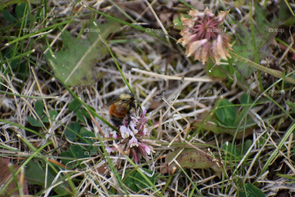 Bee in clover