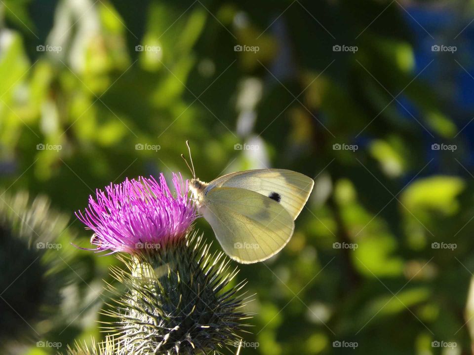 Schmetterling auf einer blühenden Distel