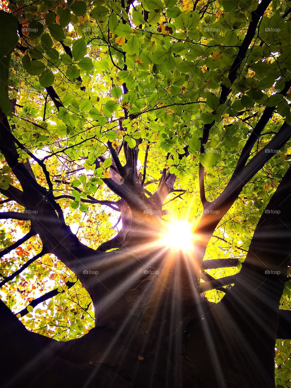 Sun in a beech tree. Bright sun rays in a beech tree in autumn 