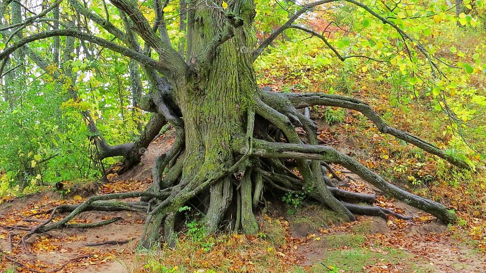 Life is like this tree, goes in many directions